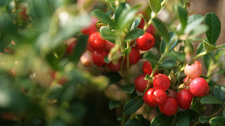 Nordic wild lingonberry