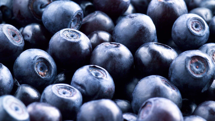 Nordic wild blueberry, also known as bilberry or huckleberry