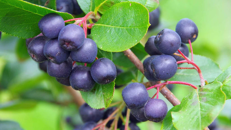Nordic aronia berry