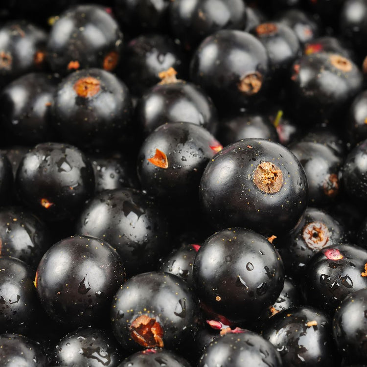 Nordic wild blackcurrant