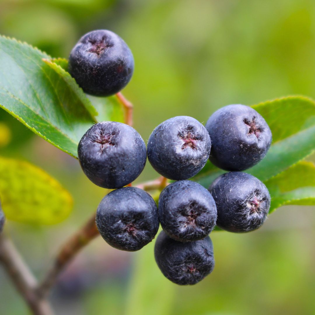 有機不老莓粉 80g