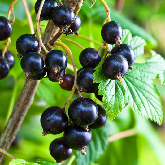 The Health-Boosting Components of Blackcurrants: Vitamin C, Flavonoids, and GLA