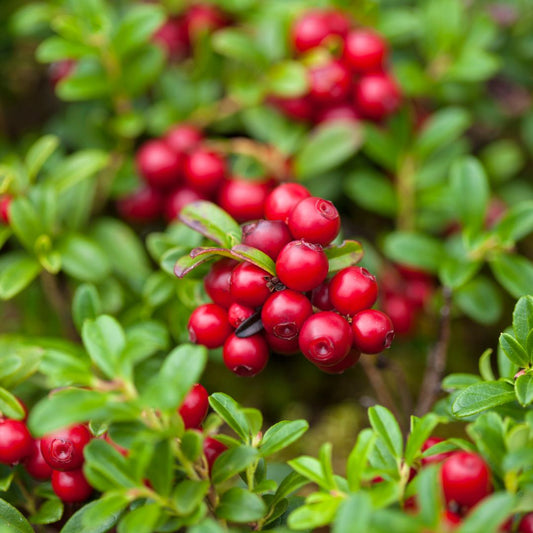 6 Remarkable Health Benefits of Lingonberries