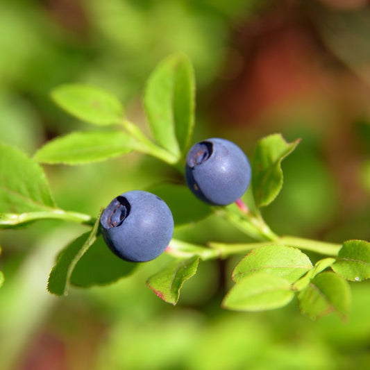 Arctic Super Berry: How Nordic Blueberries Became Your Health Superfood