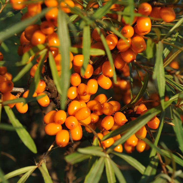 Nordic wild sea buckthorn