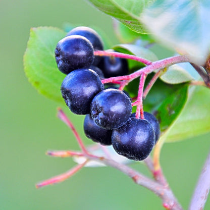 Organic Aronia Berry Powder 80g